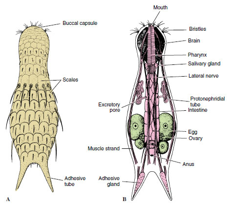 Chaetonotus, a gastrotrich. A, Dorsal surface. B, Internal structure, ventral view.