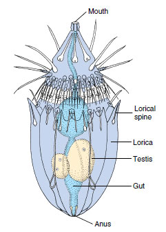 Dorsal view of adult loriciferan, Nanoloricus mysticus.