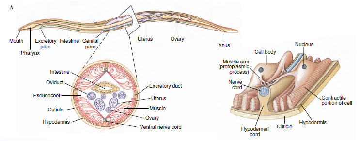 A, Structure of a nematode as illustrated by Ascaris female. Ascaris has two ovaries and uteri, which open to the outside by a common genital pore. B, Cross section. C, Single muscle cell; spindle abuts hypodermis, muscle arm extends to dorsal or ventral nerve.