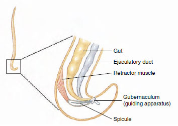 Posterior end of a male nematode.
