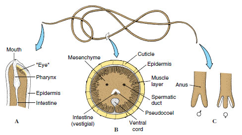 Structure of Paragordius, a nematomorph. A, Longitudinal section through the anterior end. B, Transverse section. C, Posterior end of male and female worms. Nematomorphs, or “horsehair worms,” are very long and very thin. Their pharynx is usually a solid cord of cells and is nonfunctional. Paragordius, whose pharynx opens through to the intestine, is unusual in this respect and also in the
