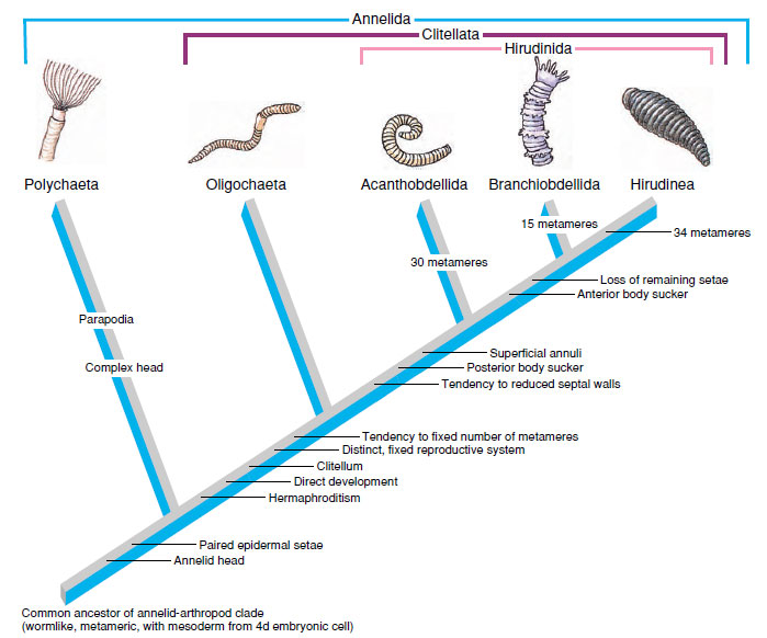 Cladogram of annelids