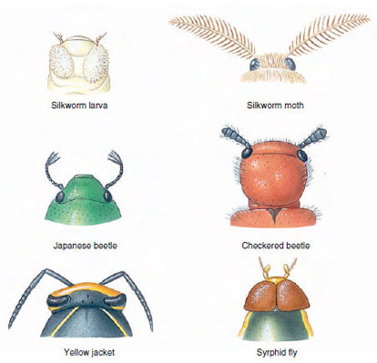 A few of the various types of insect antennae