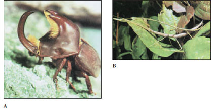 horned beetle Diloboderus abderus