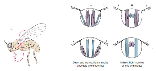 Flight muscles of insects