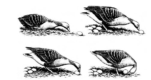 Egg-rolling behavior of the greylag goose (Anser anser)