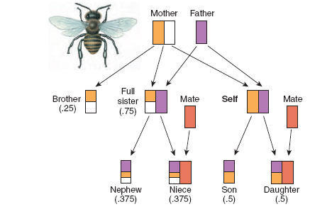 Haplodiploidy in honey bees, showing degrees of relatedness of a female worker bee (labeled SELF) to individuals she might raise. In honey bees, as in other haplodiploid animals, diploid females develop from fertilized eggs,and males develop from unfertilized eggs. Each daughter of a male gets all his genes (purple bar) and full sisters receive an identical one half of their genome from the same father. Open bars represent other, unrelated alleles. Because full sisters also share half the genesthey receive from their common mother (yellow bar), the relatedness of SELF to a full sister is 0.75,the average of 0.5 and 1.0. (In a diploid-diploid system as in humans,the relatedness of siblings is 0.5 because both paternally and maternallyinherited genes have a 50% chance of being present in a sibling.)Note that relatedness of female workers to a brother is only 0.25, because brothers are fatherless