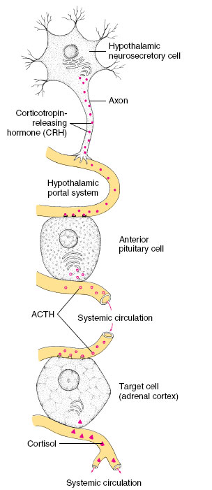 chemical coordination, mechanisms of hormone action, membrane bound receptors and the second messenger concept, nuclear receptors, invertebrate hormones, vertebrate endocrine glands and hormones, hormones of the hypothalamus and pituitary gland, hypothalamus and neurosecretion, anterior pituitary, posterior pituitary, pineal gland, brain neuropeptides, prostaglandins and cytokines, hormones of metabolism, thyroid hormones, hormonal regulation of calcium metabolism, hormones of the adrenal cortex, hormones of the adrenal medulla, insulin and glucagon from islet cells of the pancreas, growth hormone and metabolism, the newest hormone leptin