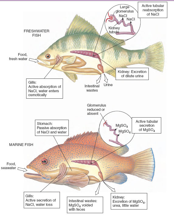 Digestion and Nutrition in Animals, Zoology, Biocyclopedia