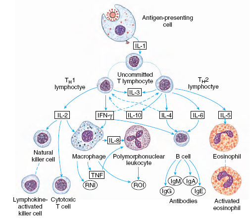 immunity, susceptibility and resistance, physical and chemical barriers, cellular defenses phagocytosis, acquired immune response in vertebrates, basis of self and nonself recognition, recognition molecules, cytokines, inflammation, acquired immune deficiency syndrome aids, blood group antigens abo blood types, blood group antigens, rh factor, immunity in invertebrates
