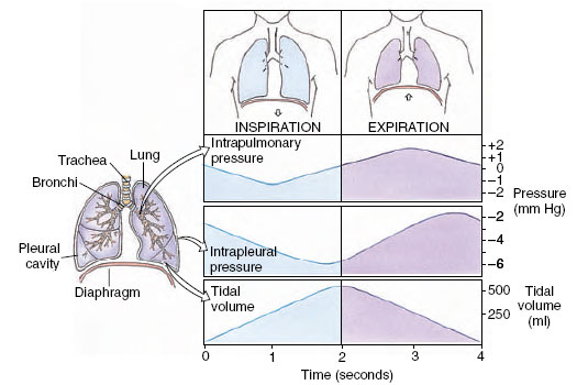 Internal Fluids and Respiration, General Zoology. Biocyclopedia