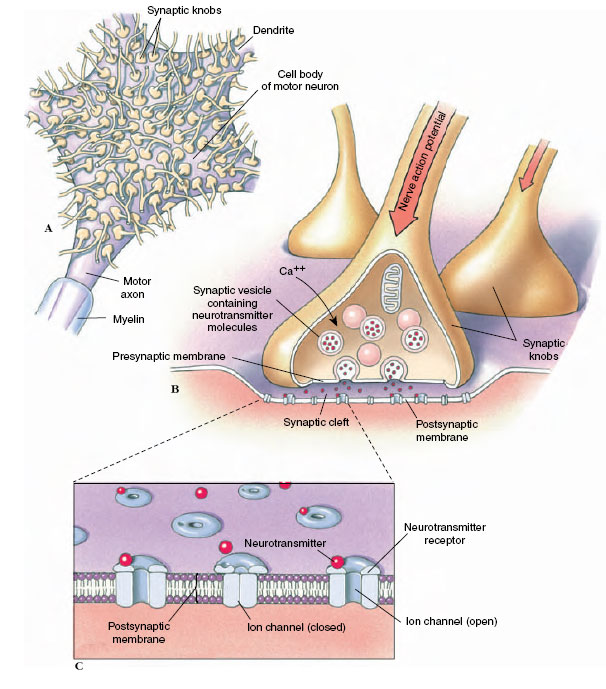 nervous coordination, neurons functional units of nervous systems, nature of a nerve impulse, synapses junctions between nerves, evolution of nervous systems, invertebrates development of centralized nervous systems, vertebrates fruition of encephalization, the spinal cord, reflex arc, brain hindbrain midbrain forebrain, peripheral nervous system, sense organs, classification of receptors, chemoreception, mechanoreception, touch, pain, lateral line system of fish and amphibians, equilibrium, photoreception vision, chemistry of vision, color vision