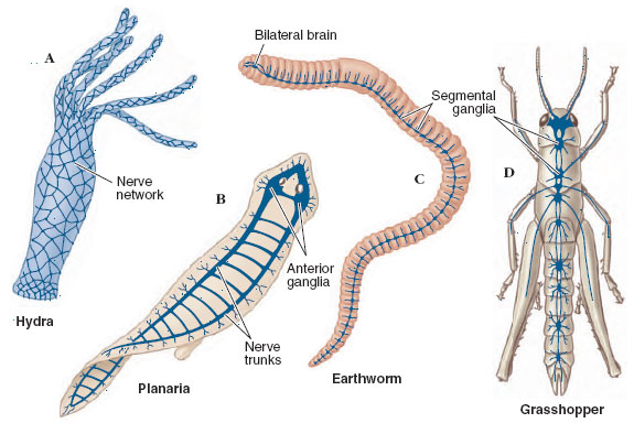 nervous coordination, neurons functional units of nervous systems, nature of a nerve impulse, synapses junctions between nerves, evolution of nervous systems, invertebrates development of centralized nervous systems, vertebrates fruition of encephalization, the spinal cord, reflex arc, brain hindbrain midbrain forebrain, peripheral nervous system, sense organs, classification of receptors, chemoreception, mechanoreception, touch, pain, lateral line system of fish and amphibians, equilibrium, photoreception vision, chemistry of vision, color vision