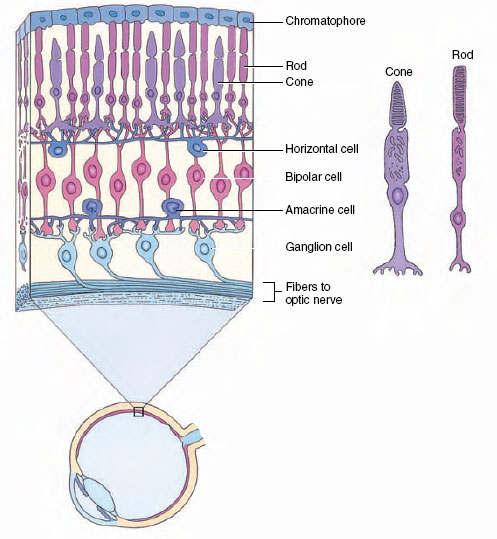 nervous coordination, neurons functional units of nervous systems, nature of a nerve impulse, synapses junctions between nerves, evolution of nervous systems, invertebrates development of centralized nervous systems, vertebrates fruition of encephalization, the spinal cord, reflex arc, brain hindbrain midbrain forebrain, peripheral nervous system, sense organs, classification of receptors, chemoreception, mechanoreception, touch, pain, lateral line system of fish and amphibians, equilibrium, photoreception vision, chemistry of vision, color vision