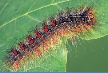 A caterpillar’s bristles, like those of this gypsy moth caterpillar, can be used as a defense against predators