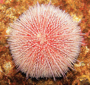 Sea urchins, like this common sea urchin found along the coast of Scotland, use their bristles for moving as well as defense