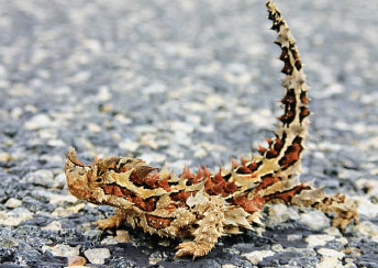 This thorny devil shows off its spikes of many sizes as it walks along a street in the Northern Territory, Australia