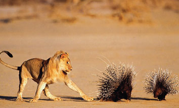 A young lion tries to flip over an African crested p porcupine in order to kill it in South Africa, where porcupines are the principal diet of Kalahari lions