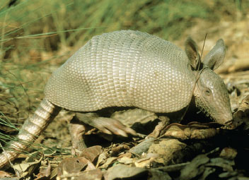With the exception of its ears and belly, the nine-banded armadillo is completely covered by a bony armor. It can, however, tuck its limbs and head into its armor and huddle close to the ground to protect its belly