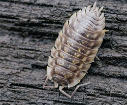 When in danger, pill bugs are able to use their segmented bodies to roll up into little pea-sized balls