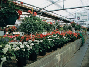 Bedding plants are often grown in 