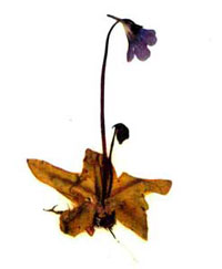 Herbarium