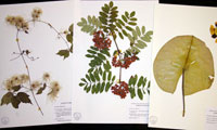 Herbarium