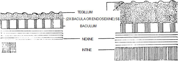 Formation of tegillum, Crossitegillate sexine