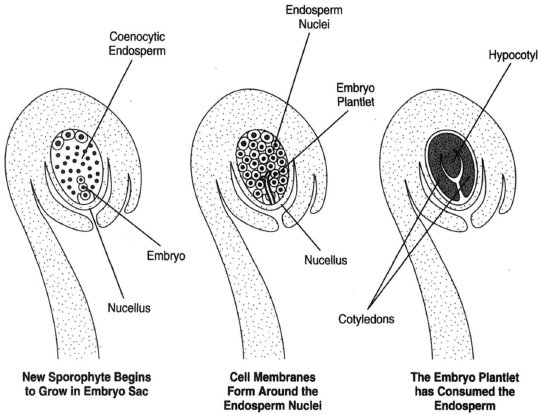 At left, a new sporophyte has begun to grow in the embryo sac. At center, cell membranes have formed around the endosperm nuclei. At right, the embryo plantlet has consumed the endosperm and developed two cotyledons and the hypocotyl.