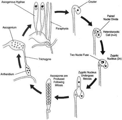 Ascus formation in detail. At left, the trichogyne from the ascogonium makes contact with the antheridium. Ascogenous hyphae arise from the ascogonium and develop a crozier. The paired nuclei divide and cross walls form between daughter nuclei. Two nuclei in the apical cell fuse followbey dm eiosis and a single mitotic division to