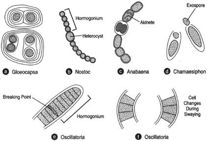 Several blue-green algae:( a) Gloeocapsa; (b) Nostoc, possessing a heterocyst and a hormogonium; (c) Anabaena, showing an akinete (a form of resting spore); (d) Chamaesiphon, with an exospore; (e) Oscillatoria, showing a breaking point and a hormogonium, and how the cell shape changes, (f) in the swaying movement
