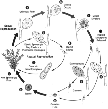 Ectocarpus life cycle. At right are sporophyte generations exhibiting two types of sporangia: (c) unilocular and (j) plurilocular. In the unilocular form, (a), meiosis occurs, (b), followed by mitotic divisions, (c). Haploid meiospores (d) are released, producing gametophytes, (e) and (f). Gametes fuse, (g), producinag zygote, (h), which grows intoa new sporophyte plant,( i).T he sporophyte at (i) is diploid and may produce a plurilocular sporangium (j). This sporangium produces diploid spores, (k) , which grow to new sporophytes, (I), thus circumventing alternation of generations