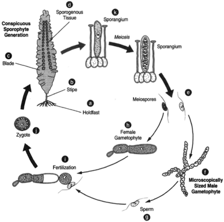 Lakinaria: at left, the conspicuous sporophyte generation consisting of (a) holdfast, (b) stipe, and (c) blade with (d) sporogenous tissue (k). An enlargement of a sporangium intermingled with paraphyses. The spores at (e) are meiospores, which grow into microscopically sized gametophytes. The male gametophyte, (f), and the female gametophyte, (h). One egg cell, (i), is fertilized by the sperm, (g), to produce the zygote, (j), which grows into a new sporophyte.