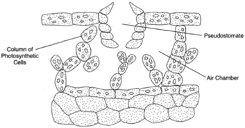 Marchantia gametophyte thallus.