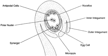 The female gametophyte in an ovule