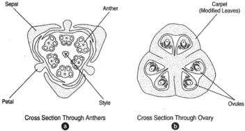 (a) Cross section of a flower bud through the region of the anthers, which contains a sepal (part of the calyx), petal (part of the corolla), anther, and style. (b) Cross section of an ovary consisting of three carpels, each of which contains two ovules.