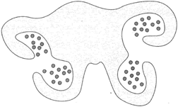 Cross section of an anther, showing pollen grains
