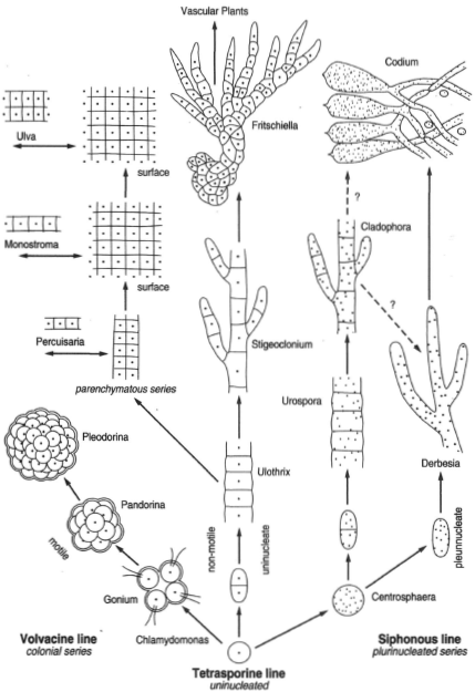 Three postulated lines of evolution of the green algae: the Volvacine line, encompassing flagellated unicellular or colonial forms; the Tetrasporine line, encompassing nonmotile, uninucleated forms; and the Siphonous line, encompassing plurinucleated forms.