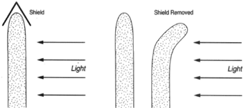 When the growing tip is shielded from light, no bending occurs. When the shield is removed, bending takes place