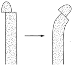 When the growing tip is replaced off center, auxin will diffuse into the cells on the left and allows curvature.