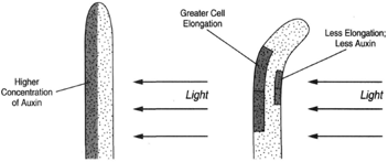 Curvature is explained by the elongation of cells on the side opposite the light.