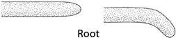 A root tip placed horizontally will curve downwards