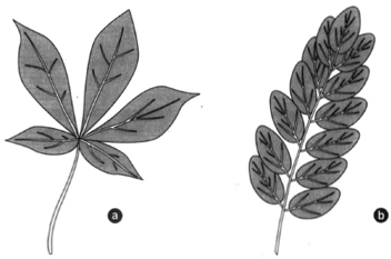 Two compound leaves: (a) palmately compound and (b) pinnately compound.