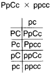 The progeny of the cross in figure 5-9 are subjected to a test cross, being crossed with the pure recessive for both traits.