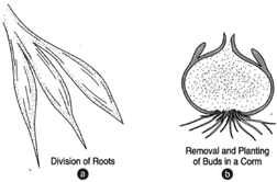 (a) Propagation may be done by dividing roots. (b) A corn. Propagation is achieved by the removal and planting of buds.