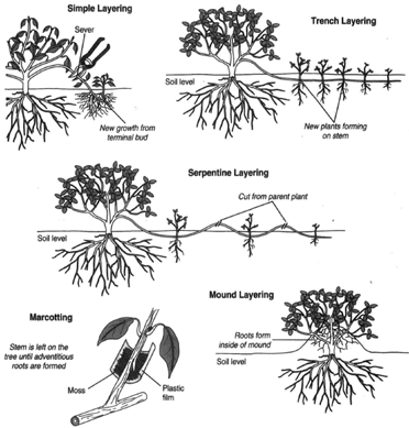Some methods of vegetative propagation