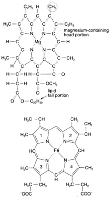 Top: chlorophyll; bottom: hemoglobin