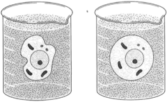 Osmosis. Water flows toward a region of greater concentration of dissolved substance. A cell placedi n pure water soon becomes turgid by the inflow of water, as shown at right.