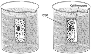 Figure 8-5 The direction of water flow is reversed when cells are placed in syrup, water tending to flow toward a region of greater concentration of dissolved substance. The process is the same, only the direction is changed.