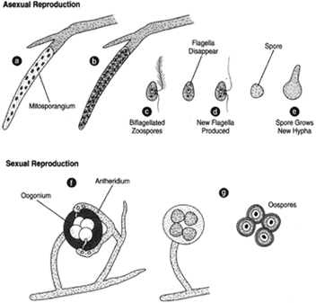 Saprolegnia. The top row shows asexual reproduction.(a) A mitosporangium which breaks up into a number of beflagellated  zoospores, (b), each having a tinsel-type flagellum and a whiplash  flagellum, (c). (d) The flagella disappear and new flagella are produced.(e)These flagella are lost when the spore grows new hyphae. The bottom row shows sexual reproduction, (f) An oogonium, consisting of a single cell containing several eggs. An antheridial hypha grows upwardly nearby, producing an antheridium that comes in contact with the oogonium. (g) The wall is broken down, and fertilization produces oospores.